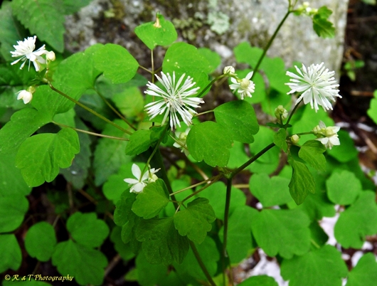 {Thalictrum clavatum}